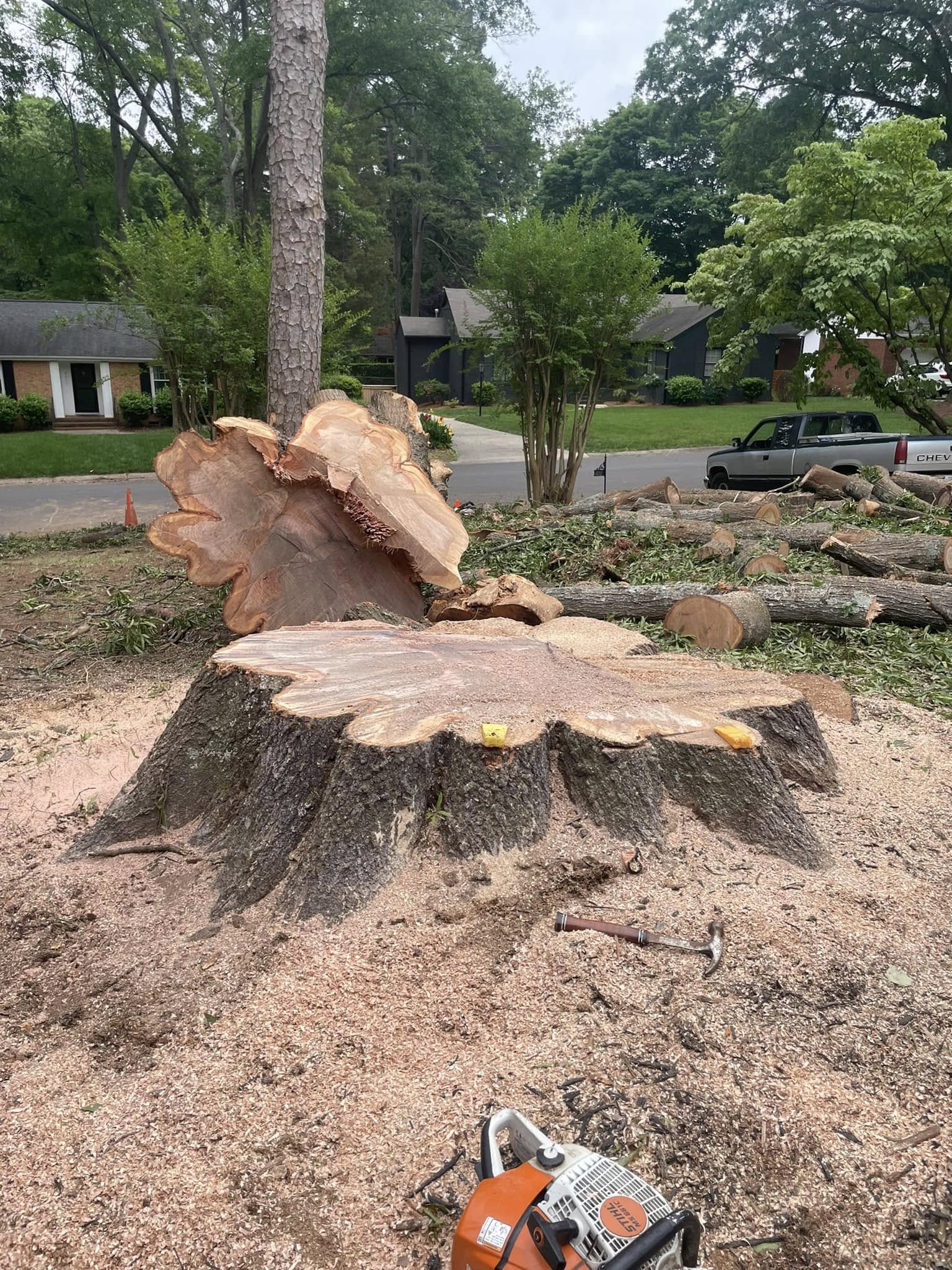 Before stump grinding