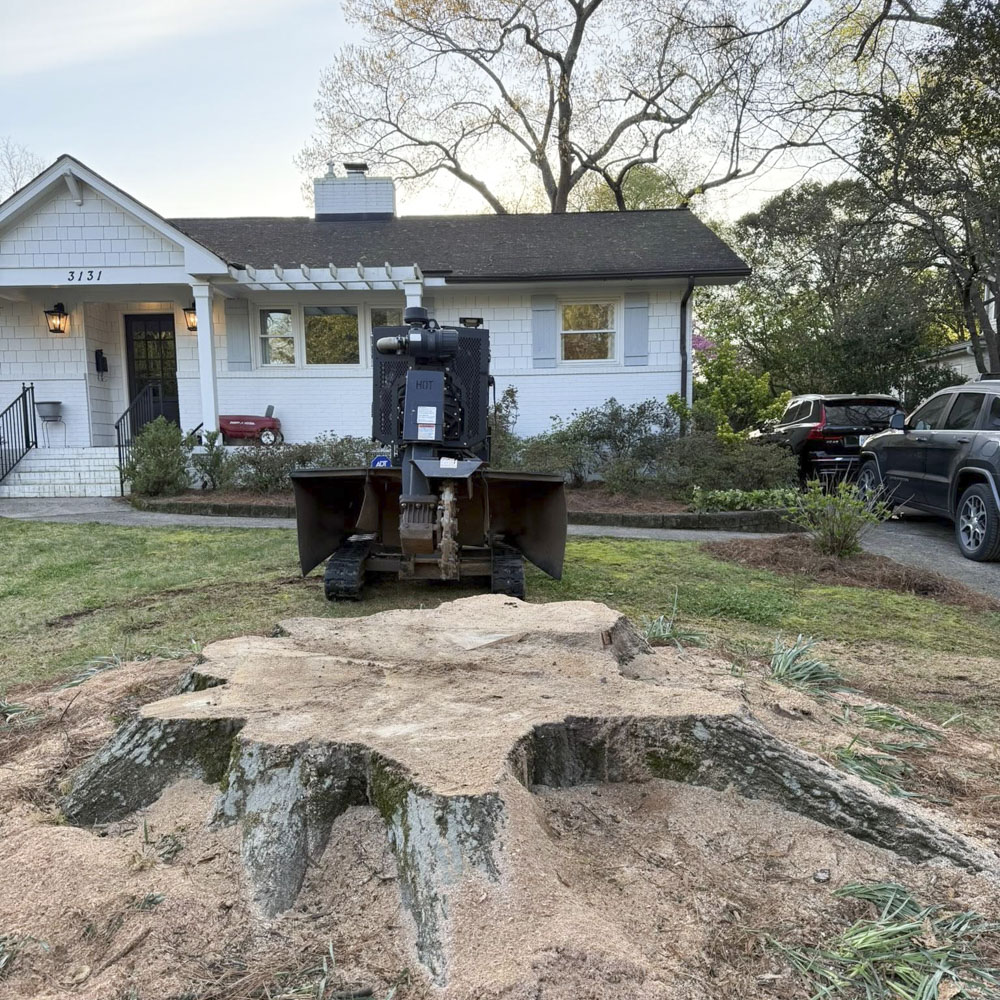Before stump grinding